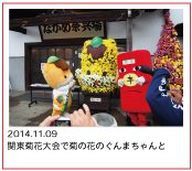 2014.11.09　関東菊花大会で菊の花のぐんまちゃんと